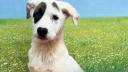Adopta la Arena! Cel mai mare targ de adoptii de animale de companie din Bucuresti se deschide astazi