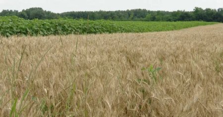 Kremlinul isi extinde controlul asupra cerealelor rusesti tocmai cand pretul graului explodeaza