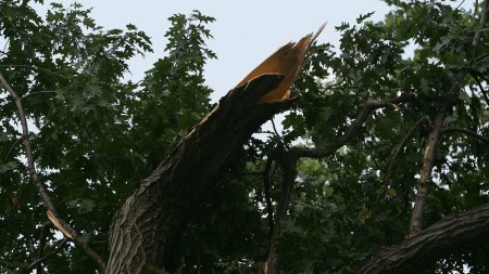 Intalnire romantica intrerupta brusc de o creanga, intr-un parc din Sectorul 1, din Bucuresti. O tanara este in stare grava la spital