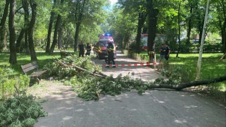 Un copac a cazut peste doi tineri, in Parcul Bazilescu, ranindu-i grav. Fata aflata in scaun cu rotile are coloana afectata