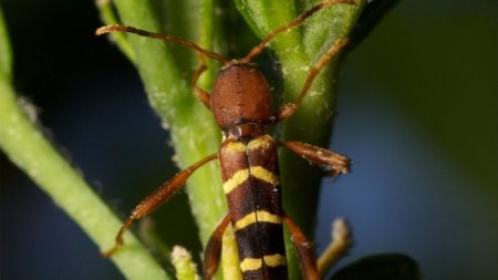 O insecta din SUA a ajuns in zona Copou, din Iasi. 