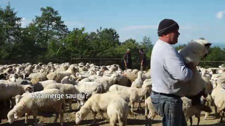 Vanzarile slabe i-au fortat pe crescatorii de oi sa trimita animalele peste hotare. La noi mananca lumea din supermarket