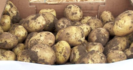 Culturile de cartofi se extind in Baragan. Noile plantatii, infintate de producatori de pepeni