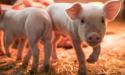 China: Companiile cer autoritatilor investigarea importurilor de carne de porc din UE