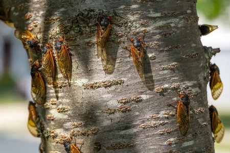 Ce sunt cicadele - curiozitati despre cicade
