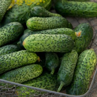 Diferenta uriasa. Cat costa castravetii la ferma si la supermarket