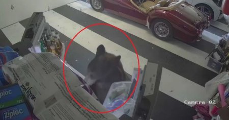 Un urs pofticios a furat dulciuri din mai multe locuinte! Stie sa deschida frigiderul singur