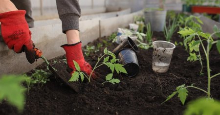 Legumele pe care trebuie sa le plantezi in gradina in luna iunie. Cand se seamana cultura a doua