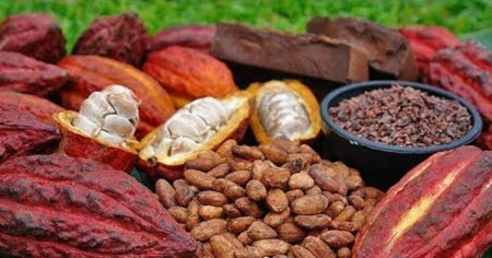 Cat de inselatoare poate fi scaderea pretului boabelor de cacao
