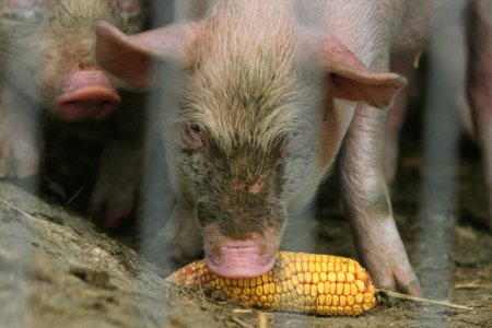 Termenul limita pentru sprijinirea crescatorilor de porci Bazna si Mangalita, prelungit