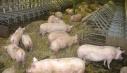 Executivul a prelungit termenul de depunere a cererilor de inscriere in Programul de sustinere a crescatorilor de porci de reproductie din rasele Bazna si Mangalita pentru acest an