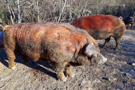 Vesti bune pentru crescatorii de Bazna si Mangalita