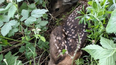 Jandarmii brasoveni au salvat o caprioara aflata in travaliu