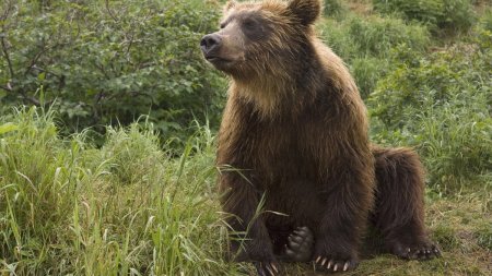 Un barbat a fost gasit mort pe camp, in Mures. Principala ipoteza este ca omul a fost <span style='background:#EDF514'>UCIS DE UN URS</span>