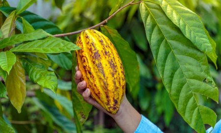 Productia mondiala de boabe de cacao ar urma sa scada cu 11% in acest an