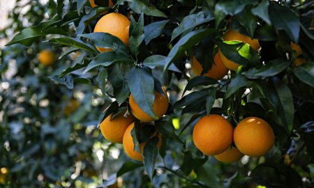 Preturile sucului de portocale sunt in crestere, fortandu-i pe unii producatori sa ia in considerare alte fructe