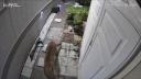 Aparitie inedita. O puma a fost filmata cum se plimba printr-un cartier din <span style='background:#EDF514'>CALIFORNIA</span>. Sfaturile autoritatilor