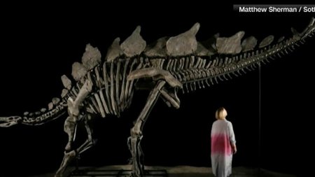 Cum arata cel mai mare schelet de stegosaurus. A trait pe Pamant in urma cu 161 de milioane de ani. A fost scos la licitatie