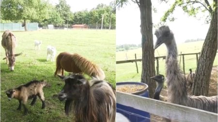 O familie de romani si-a facut propria gradina zoologica, in Bihor. 