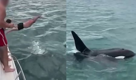 Un neozeelandez a fost amendat dupa ce a sarit dintr-o barca pe o orca, incercand sa o scufunde: Stupid si iresponsabil | VIDEO