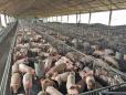 Industria porcului se redreseaza. Premium Porc Group: 2023 a fost anul in care ne-am revenit dupa <span style='background:#EDF514'>PESTA PORCINA</span> si am reusit sa repopulam fermele scoase din fluxul de productie pana la 85%. Romania importa 80% din carnea de porc pe care o consuma, iar repopularea fermelor de catre danezi este o veste buna