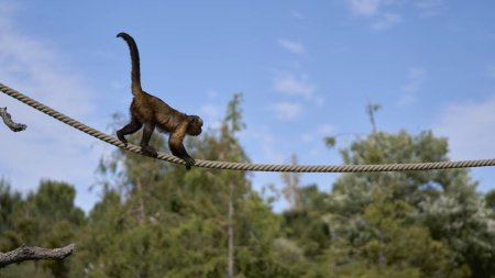 Gradina Zoologica din Timisoara, victima primarului Fritz. Cele mai valoroase animale au intrat in posesia unui neamt