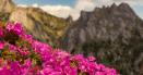 A inceput sezonul <span style='background:#EDF514'>BUJORI</span>lor in Masivul Ciucas. Traseul care duce la cea mai frumoasa pajiste FOTO