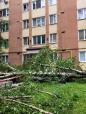Furtuna la <span style='background:#EDF514'>ODORHEIU</span> Secuiesc. Un panou publicitar a cazut peste un om, 12 copaci s-au rupt