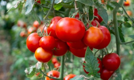 Camera Deputatilor: Ajutor de stat mai mare cu 1.500 de euro pentru producatorii de tomate si <span style='background:#EDF514'>USTUROI</span>