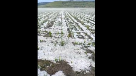 Culturi agricole acoperite de grindina, in apropiere de Husi. VIDEO
