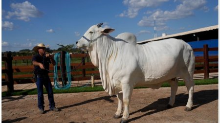 O vaca a fost cumparata cu 4 milioane de dolari si are propriul <span style='background:#EDF514'>BODYGUARD</span>