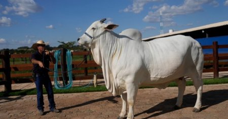 O vaca din Brazilia s-a vandut cu o avere! Are propriul <span style='background:#EDF514'>BODY</span>guard si este supravegheata constant