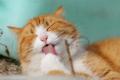 Rasfat si dezmierdare. Despre hrana umeda pentru pisici de la VetPet-Shop: cum si de ce sa o alegi