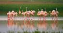 De ce pasarile flamingo, care fug de razboiul din regiune, nu cuibaresc in Romania. Zeci de pasari flamingo, au poposit pentru cateva zile la Constanta VIDEO