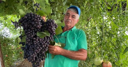 Struguri uriasi crescuti in solariile din Romania. Un singur ciorchine poate depasi 2,5 kilograme