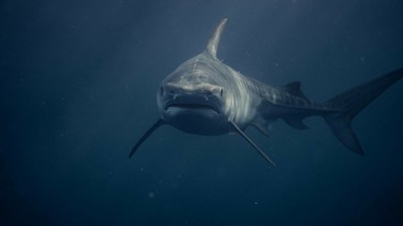Un rechin tigru a regurgitat in larg un <span style='background:#EDF514'>ARICI</span> viu si nevatamat care traieste doar pe uscat. Odata au mancat o piatra