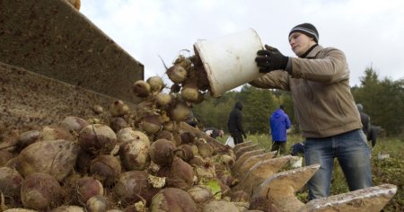 Cultivatorii de sfecla de zahar pot primi 1,5 milioane de euro pentru achizitia de <span style='background:#EDF514'>UTILAJE AGRICOLE</span>