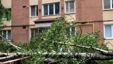 Copaci si cabluri cazute din cauza furtunii in Bucuresti si in Ilfov