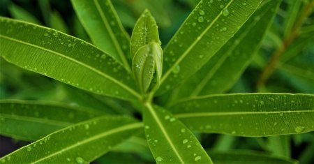 Planta otravitoare de care trebuie sa te feresti in vacanta. Multi isi fac poze cu ea, fara sa stie cat e de periculoasa