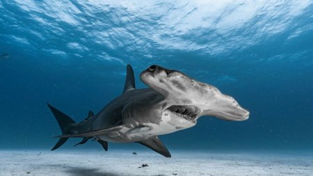 Atacuri in serie foarte neobisnuite ale unui rechin. <span style='background:#EDF514'>DOUA ADOLESCENT</span>e au fost grav ranite, unei femei i s-a amputat o mana