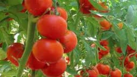 3 metode care te ajuta sa obtii o recolta bogata de rosii