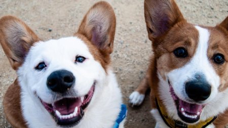 Domesticirea cainilor. Felul in care oamenii au influentat culoarea ochilor micilor patrupezi