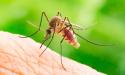 Numarul cazurilor de febra denga si al bolilor cauzate de tantari, in crestere in Europa, avertizeaza ECDC