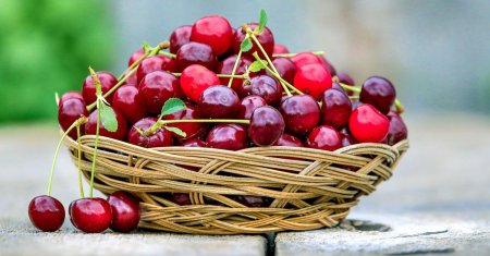 Ciresele rare si delicioase care au putut fi gustate de romani! Una singura cantareste peste 18 grame!