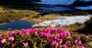 Imagini superbe cu <span style='background:#EDF514'>BUJORI</span>i de munte, cu flori roz, care ofera un peisaj de poveste in Parcul National Muntii Rodnei