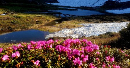 Imagini superbe cu bujorii de munte, cu flori roz, care ofera un peisaj de poveste in Parcul National Muntii Rodnei