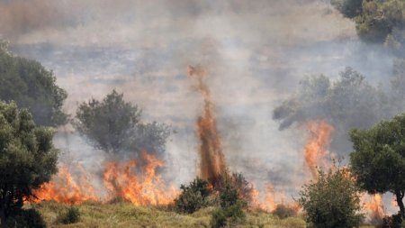 Incendiile devasteaza zonele umede din Brazilia: serpi si maimute, mistuite de flacari