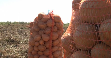 Cum scapi de <span style='background:#EDF514'>GANDACII</span> de colorado pentru a avea o cultura de cartofi bogata. Secretul stiut doar de agricultorii cu experienta