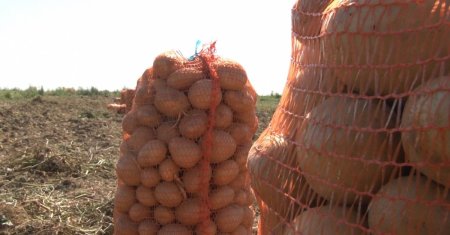 Cum scapi de gandacii de colorado pentru a avea o cultura de cartofi bogata. Secretul stiut doar de agricultorii cu experienta