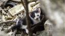 Un barbat a fost amendat cu 12.000 de lei dupa ce a abandonat cinci pui de pisica la gunoi